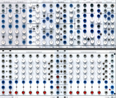 Serge (Low-Gain)
